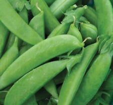 Sugar snap pea for sale  Etowah