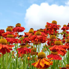 helenium for sale  PETERBOROUGH