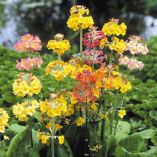 Primula candelabra mixed for sale  WITHAM