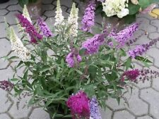 Buddleja buzz farbig gebraucht kaufen  Saterland