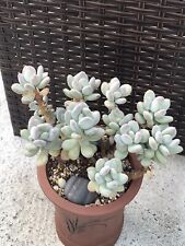 Rare succulent pachyphytum for sale  Brooklyn