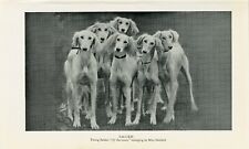 Saluki group young for sale  COLEFORD