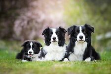 Border collie family for sale  SELBY