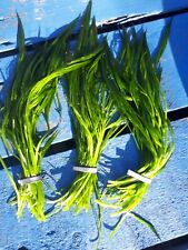 Bunches pond weed for sale  LOUTH