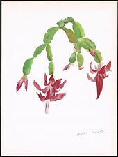 Used, 1930s Big Vintage Schlumbergera Epiphyllum Truncatum Cactus Botanical Art Print for sale  Shipping to South Africa
