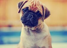 Adorable cute pug for sale  SELBY