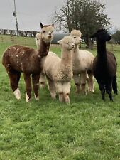 raw alpaca fleece for sale  LEDBURY