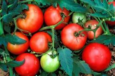 Organic tomatoes b for sale  Onaway