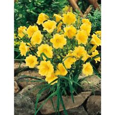 day lilies stella de oro for sale  Leesburg
