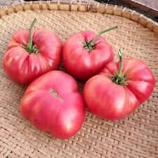 Tomato Giant Pruden's Purple  Heirloom Seeds EARLY BEEFSTEAK COMBINED SHIPPING na sprzedaż  Wysyłka do Poland