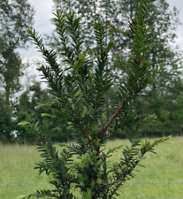 Taxus baccata bare for sale  WIGTON