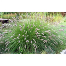 Semi erba australiana usato  Trappeto