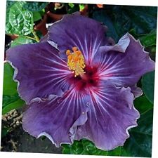 Purple hibiscus confederate for sale  Miami