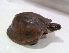 Taxidermie ancienne tortue d'occasion  La Gacilly