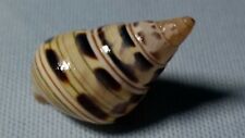 Liguus fasciatus caribaeus, RARE, Dashed Caribbean LAND SNAIL for sale  Shipping to South Africa