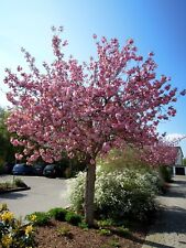 Prunus serrulata kanzan gebraucht kaufen  Dillingen a.d.Donau