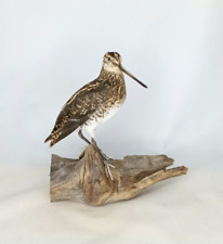 Taxidermy common snipe for sale  DARLINGTON