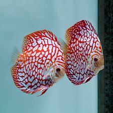 Red pearl discus for sale  GLASGOW
