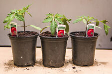 Alicante tomato plants for sale  NORTHAMPTON