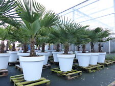 Xxl palme winterhart gebraucht kaufen  Goch