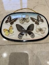 Taxidermy butterfly framed for sale  SUNDERLAND