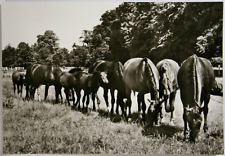 Pferd foto postkarte gebraucht kaufen  Langen