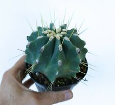 Rare Ferocactus Glabrescens FROM rectispinus XX4 Golden no crested for sale  Shipping to South Africa