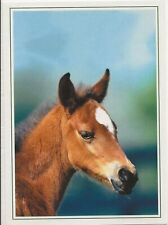 Horse postcard leko usato  Spedire a Italy