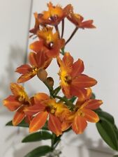 Epidendrum reed stem for sale  Puyallup
