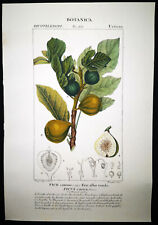 1831,TURPIN ORIGINAL ENGRAVING FINE ANTIQUE WATERCOLOURING FICUS CARICA FIG  XZ6, used for sale  Shipping to South Africa