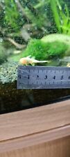 Albino ancistrus bristlenose for sale  SCARBOROUGH