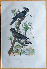 Parrot original print d'occasion  Expédié en Belgium