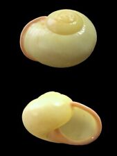 Landsnail, Festive Calocochlia, Luzon Isl., Philippines, 36.1mm, VERY NICE, used for sale  Shipping to South Africa