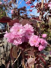 Prunus serrulata royal for sale  SOUTHAMPTON