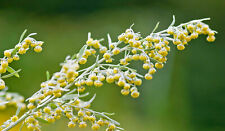 Artemisia absinthium assenzio usato  Trappeto