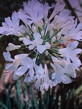 potted agapanthus for sale  SOUTHAMPTON