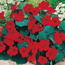 Nasturtium empress india for sale  UK