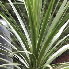 Cordyline australis palms for sale  GLASGOW