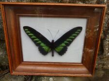 Papillon naturalisé ornithope d'occasion  France
