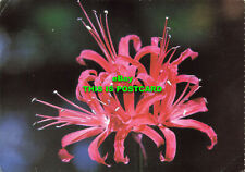 L208444 Southern Africa. Nerine Sarniensis. Art Publishers. L Von Horsten for sale  Shipping to South Africa
