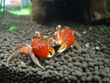 Fresh water red for sale  BOLTON