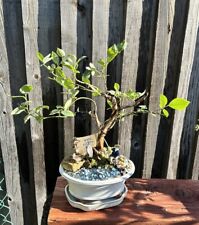 Toro blueberry bonsai for sale  Brentwood