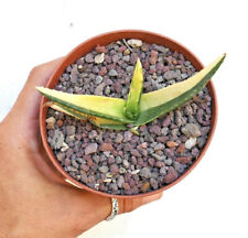 Aloe maculata variegated variegata no haworthia agave gasteria ch99 for sale  Shipping to South Africa