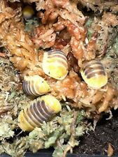 Cubaris Jupiter  Isopods Clean Up Crew BioActive x5, used for sale  NORTHAMPTON