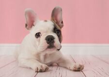 Pink french bull for sale  SELBY