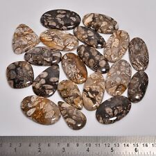 Natural Peanut Wood Fossil Mix Wholesale Loose Gemstone for sale  Shipping to South Africa