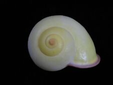 Used, Land Snail Calocochlia festiva 49.6mm ID#7390 for sale  Shipping to South Africa