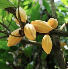 Theobroma cacao forastero for sale  USA