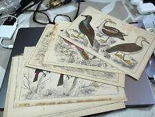 8 gravuras antigas coloridas à mão de Oliver Goldsmiths história da Terra, usado comprar usado  Enviando para Brazil
