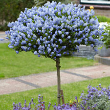 Hardy ceanothus standard for sale  PETERBOROUGH